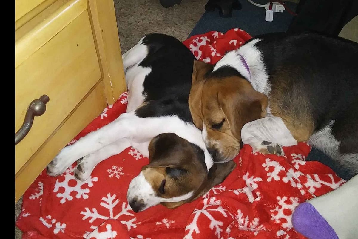 Beagle Puppies breeder image 19