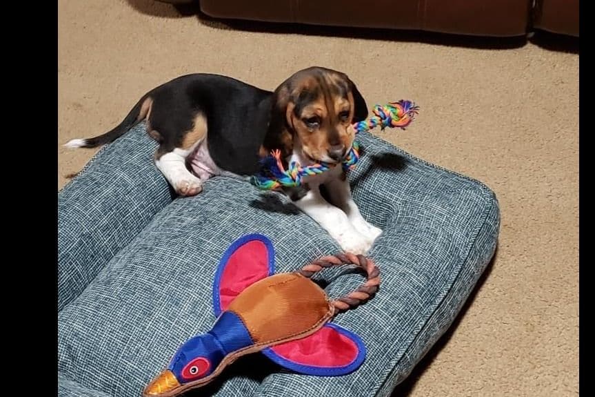Beagle Puppies breeder image 20