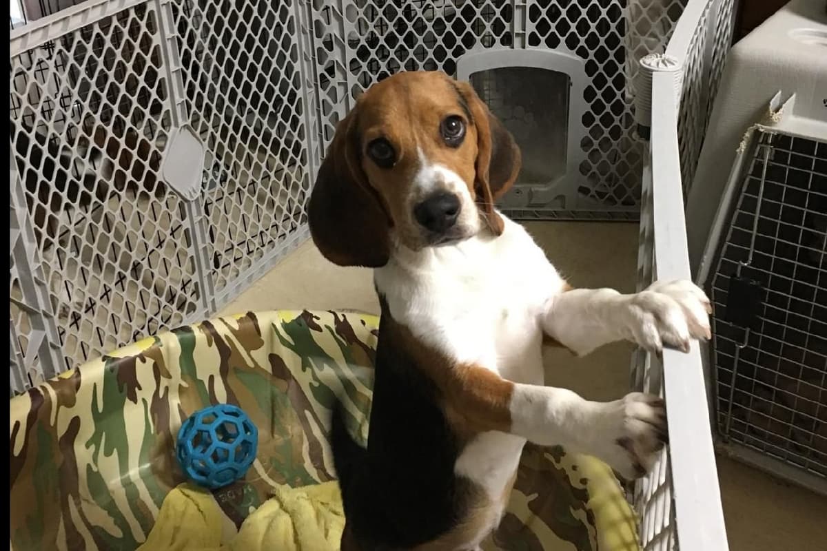 Beagle Puppies breeder image 21