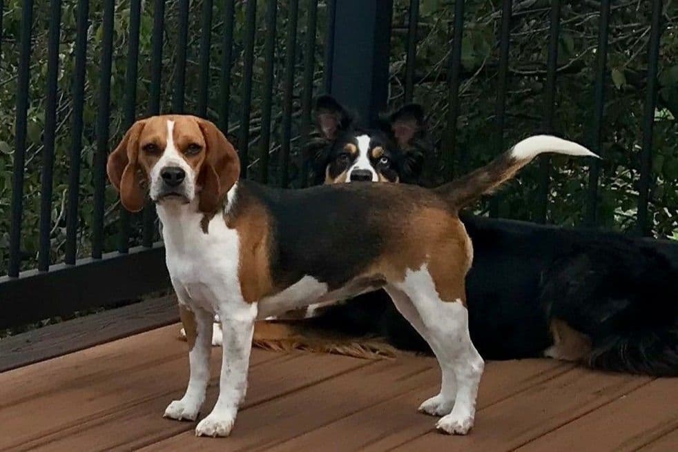 Beagle Puppies breeder image 4