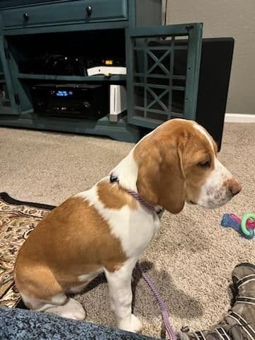 Beagle Puppies breeder image 23