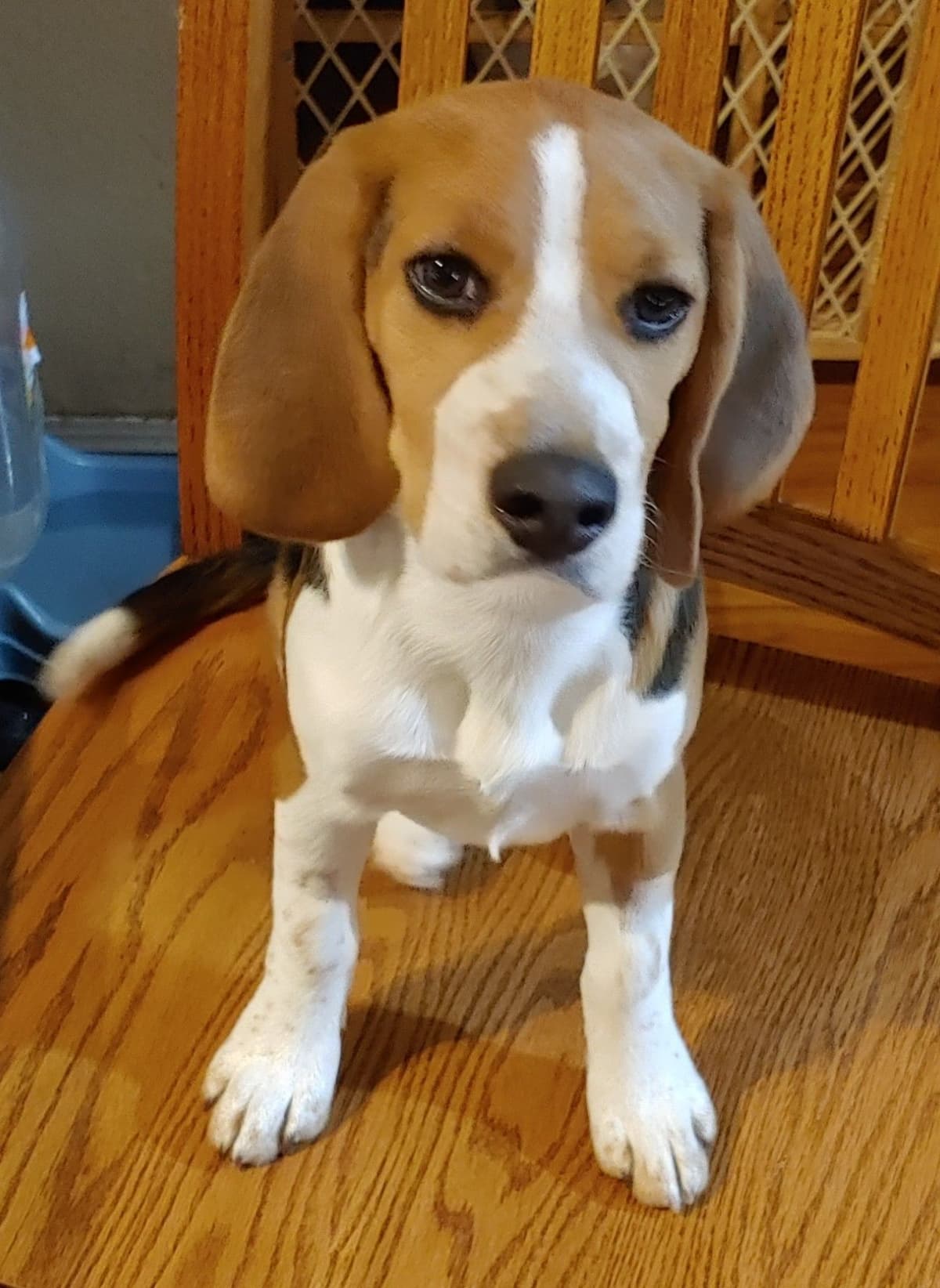 Beagle Puppies breeder image 24