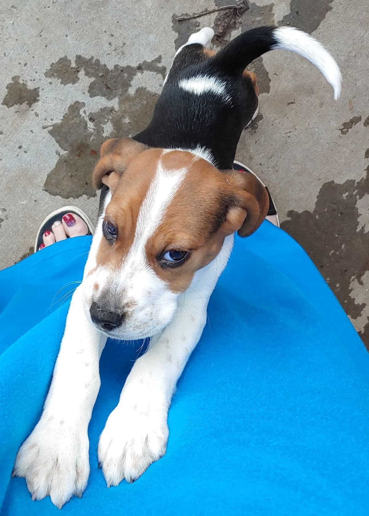Beagle Puppies breeder image 25