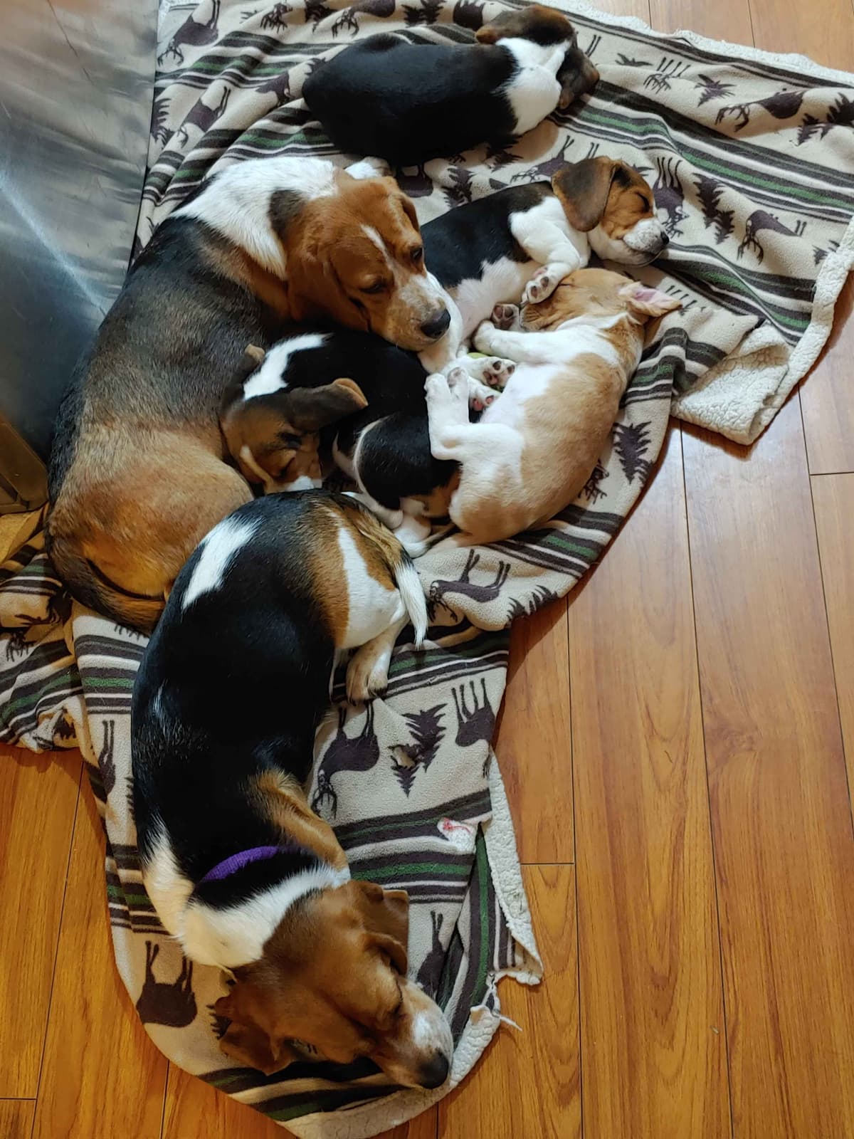 Beagle Puppies breeder image 27
