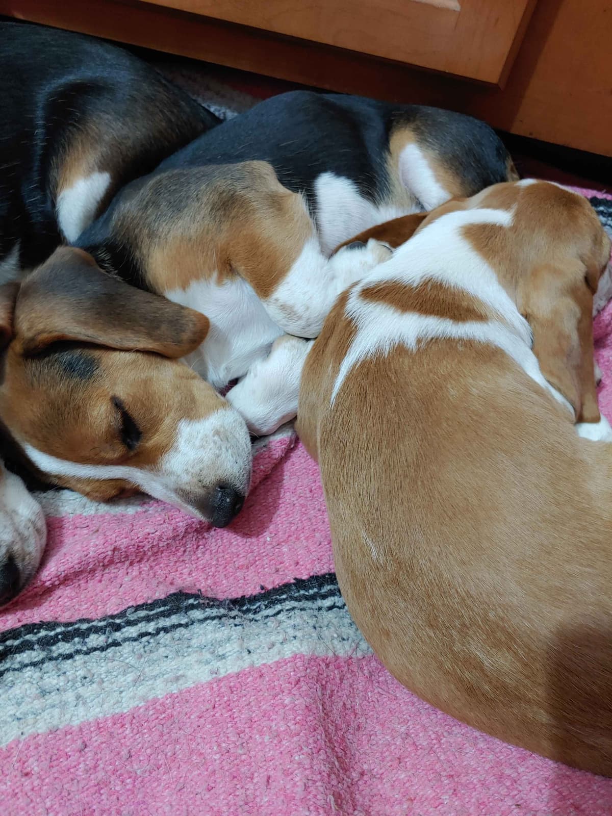 Beagle Puppies breeder image 28