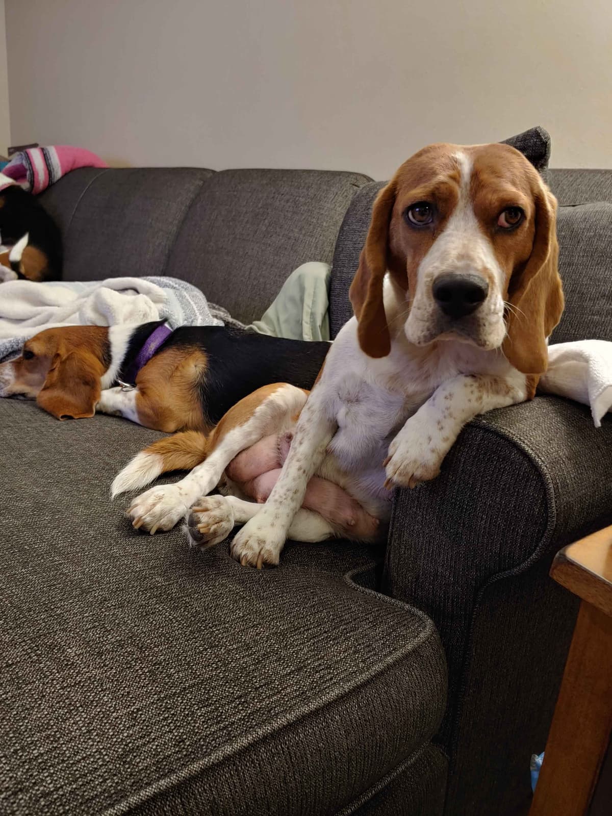 Beagle Puppies breeder image 29