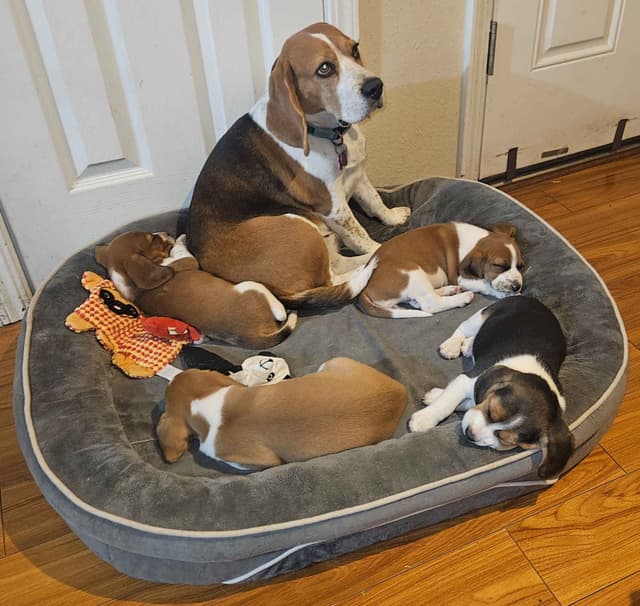 Beagle Puppies media 2