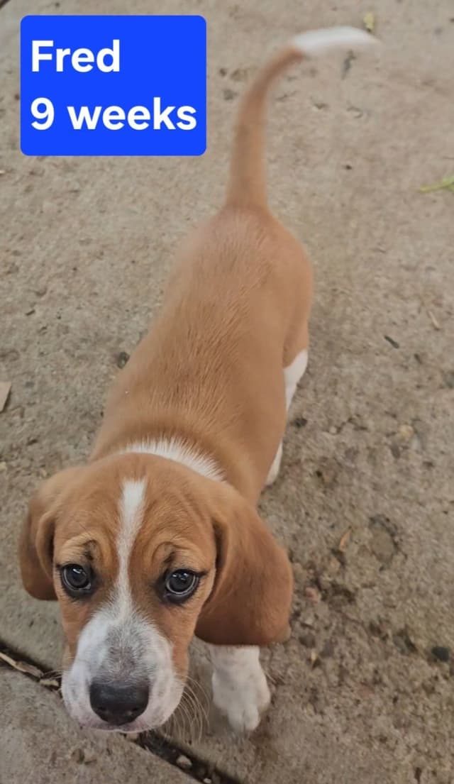 Beagle Puppies media 3