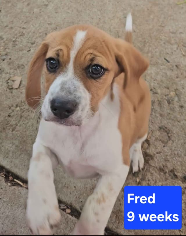 Beagle Puppies media 4