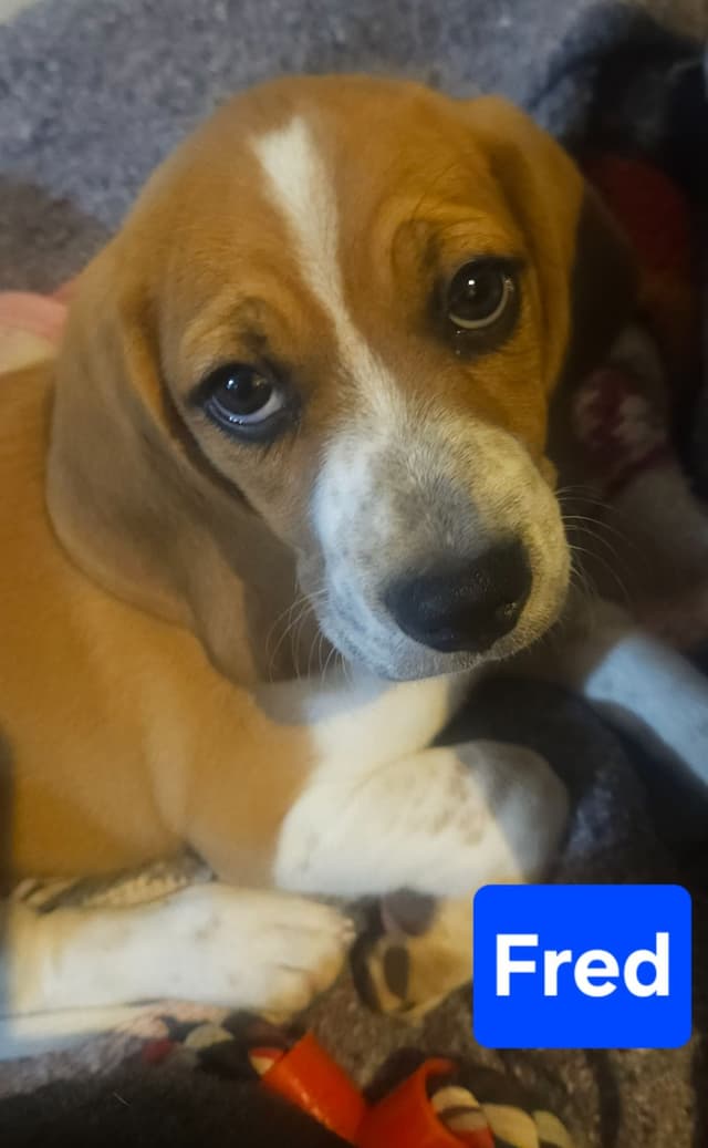 Beagle Puppies media 5