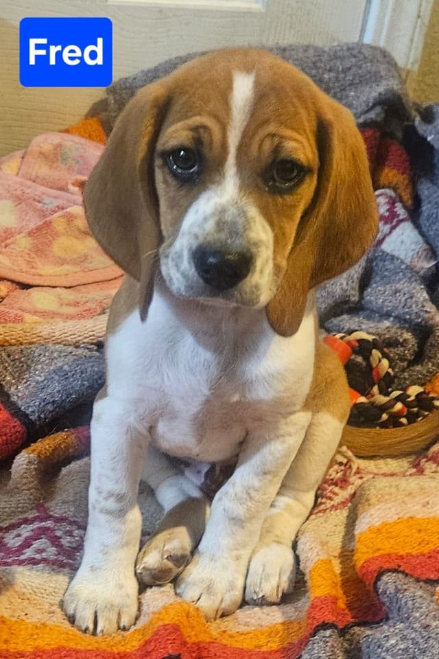Beagle Puppies media 6