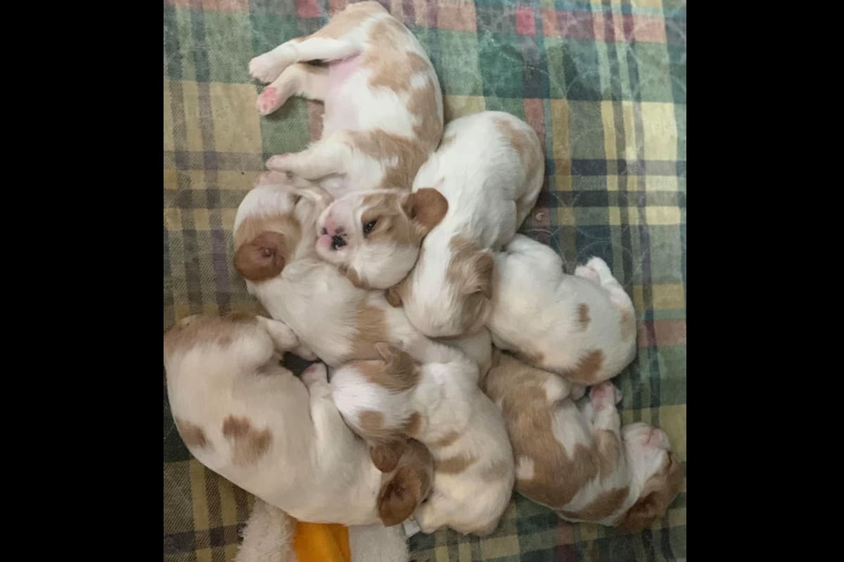 English Toy Spaniel Puppies breeder image 1