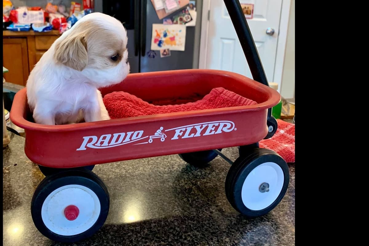 English Toy Spaniel Puppies breeder image 2