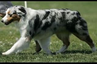 Australian Shepherd Puppies breeder image 1