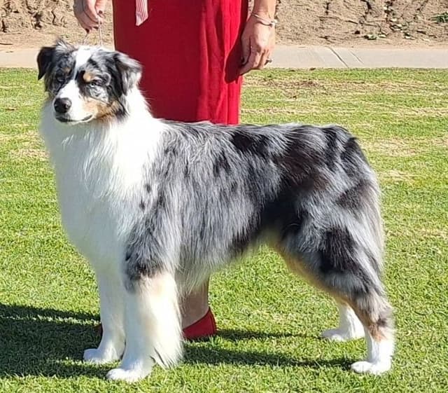 Australian Shepherd Puppies media 2