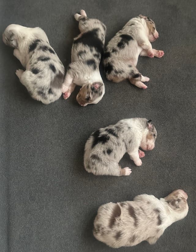 Australian Shepherd Puppies media 3