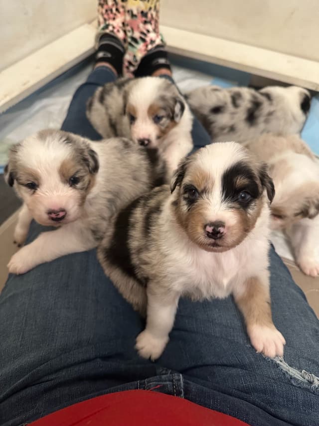 Australian Shepherd Puppies media 4