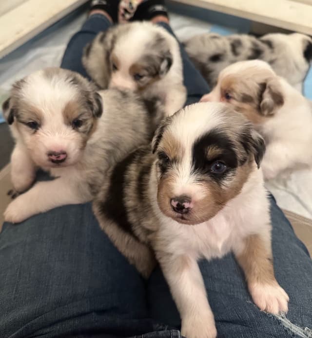 Australian Shepherd Puppies media 5