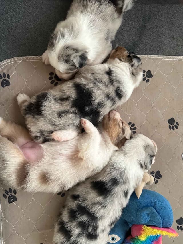 Australian Shepherd Puppies media 6