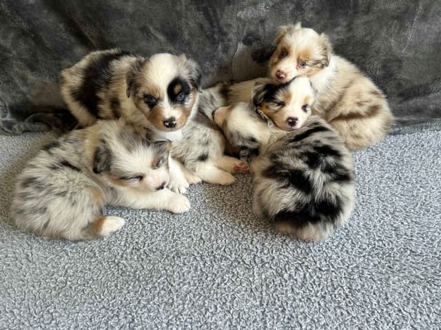 Australian Shepherd Puppies media 8