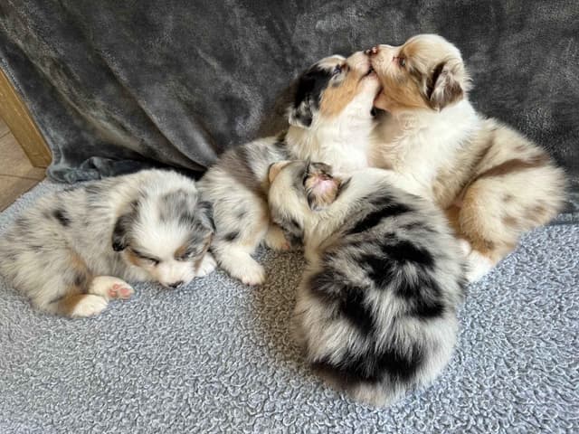 Australian Shepherd Puppies media 9