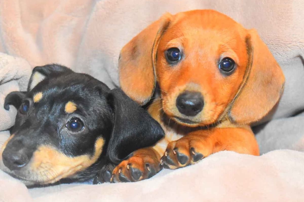 Dachshund Puppies breeder image 1
