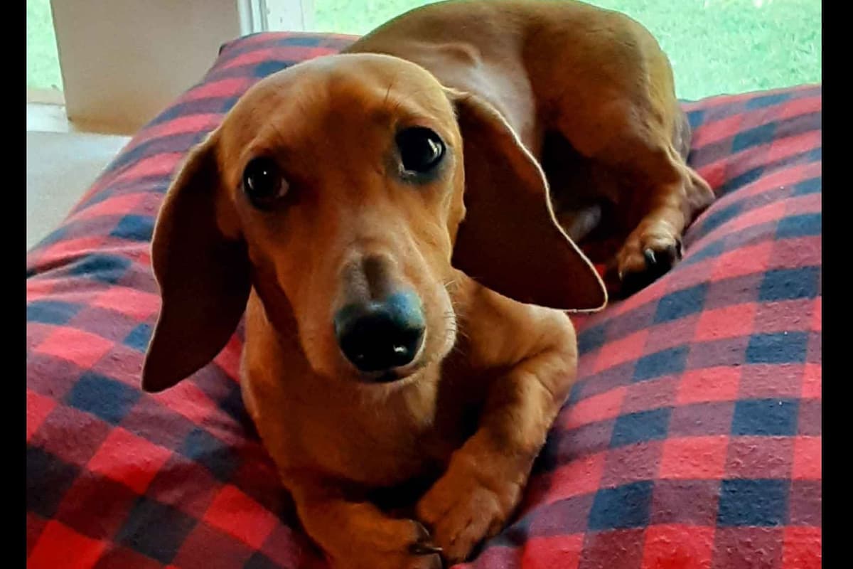 Dachshund Puppies breeder image 5