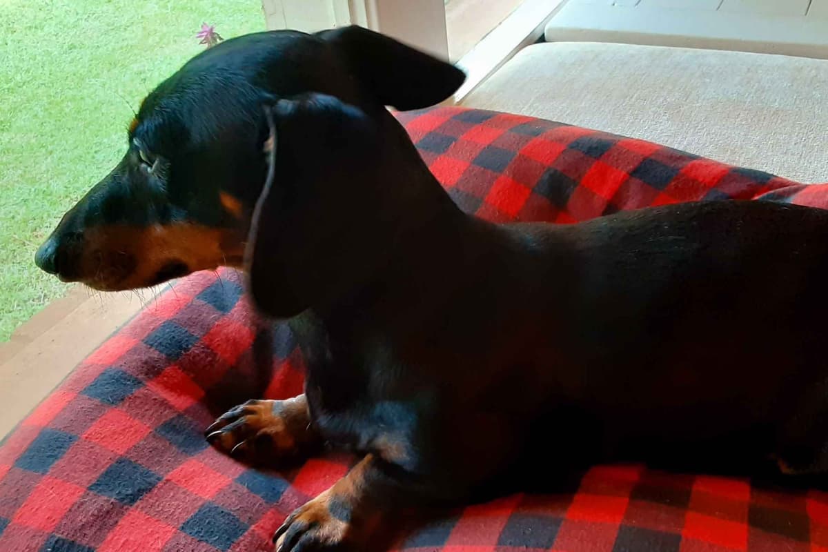 Dachshund Puppies breeder image 6