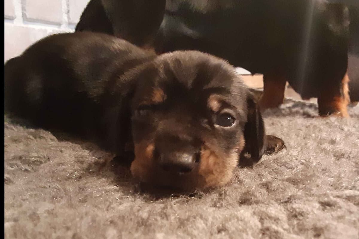 Dachshund Puppies breeder image 7