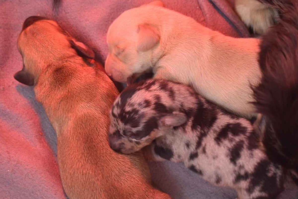 Dachshund Puppies breeder image 8