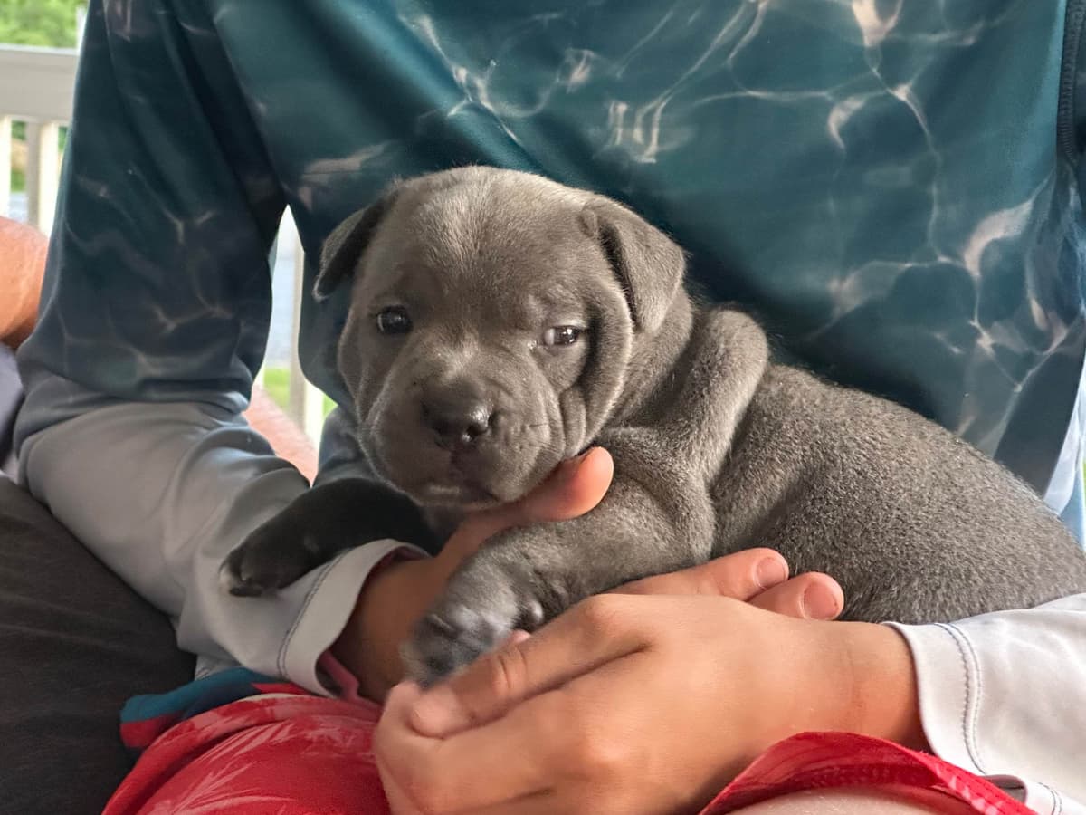 Bulldog Puppies breeder image 1