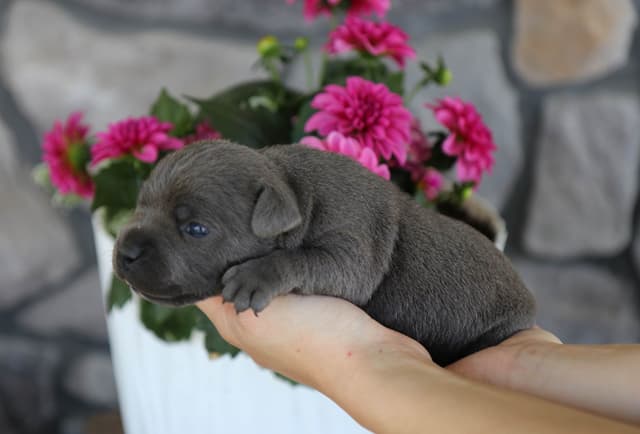 Staffordshire Bull Terrier Puppies media 2