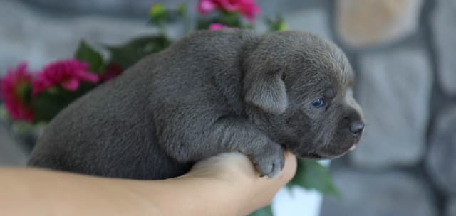 Staffordshire Bull Terrier Puppies media 3