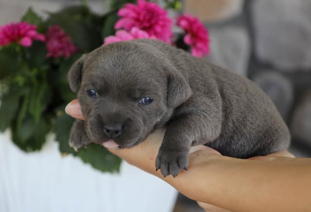 Staffordshire Bull Terrier Puppies media 4