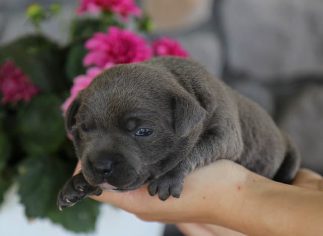 Staffordshire Bull Terrier Puppies media 5