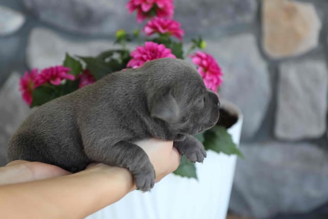 Staffordshire Bull Terrier Puppies media 6