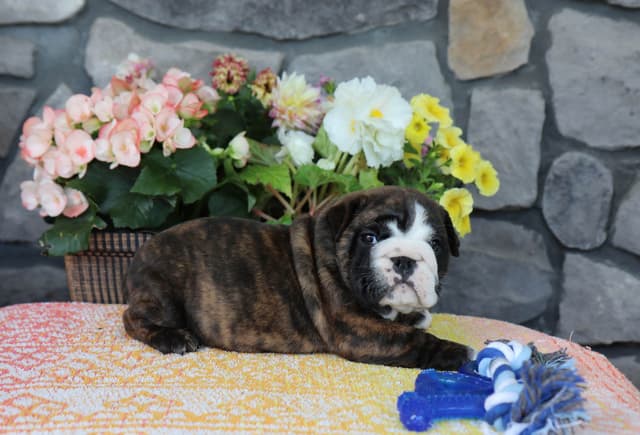 Bulldog Puppies media 2