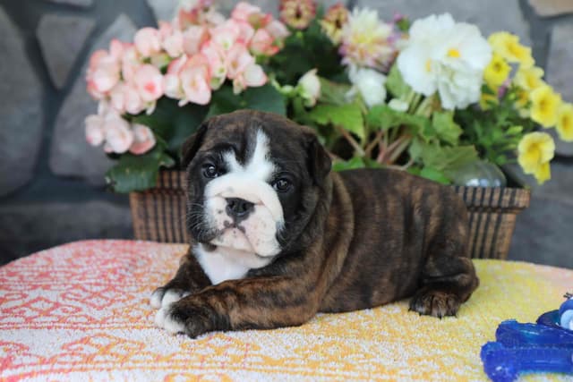 Bulldog Puppies media 3
