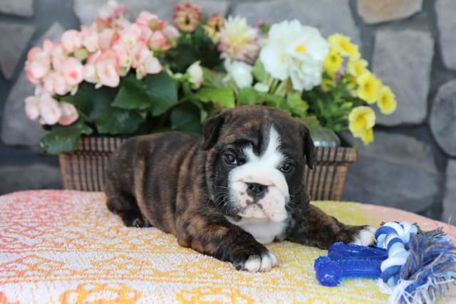 Bulldog Puppies media 4