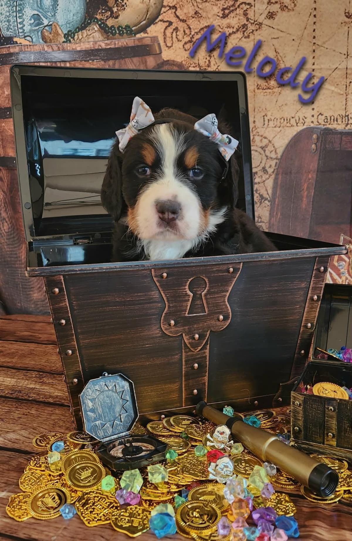 Bernese Mountain Dog Puppies breeder image 1