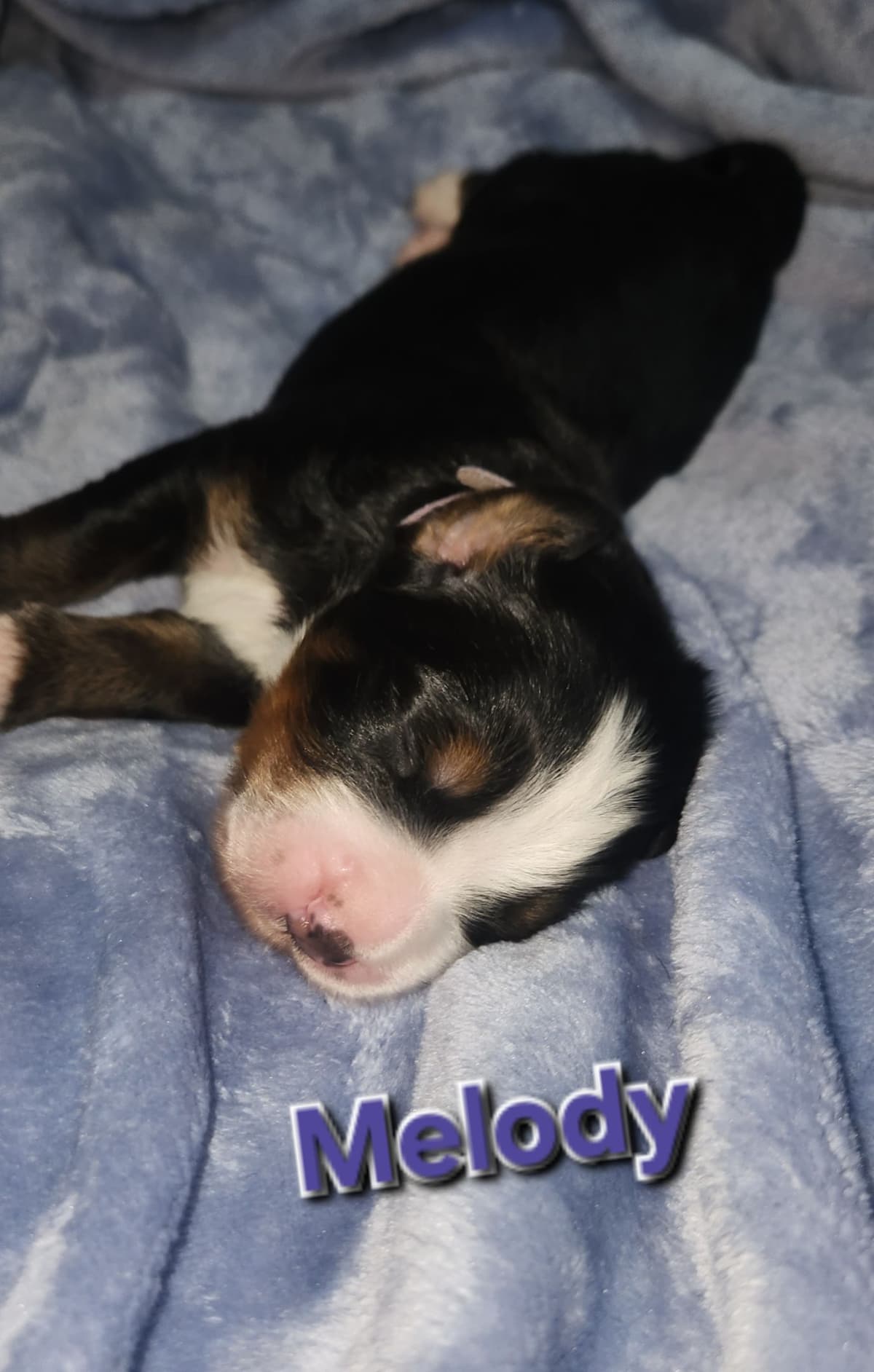 Bernese Mountain Dog Puppies breeder image 3