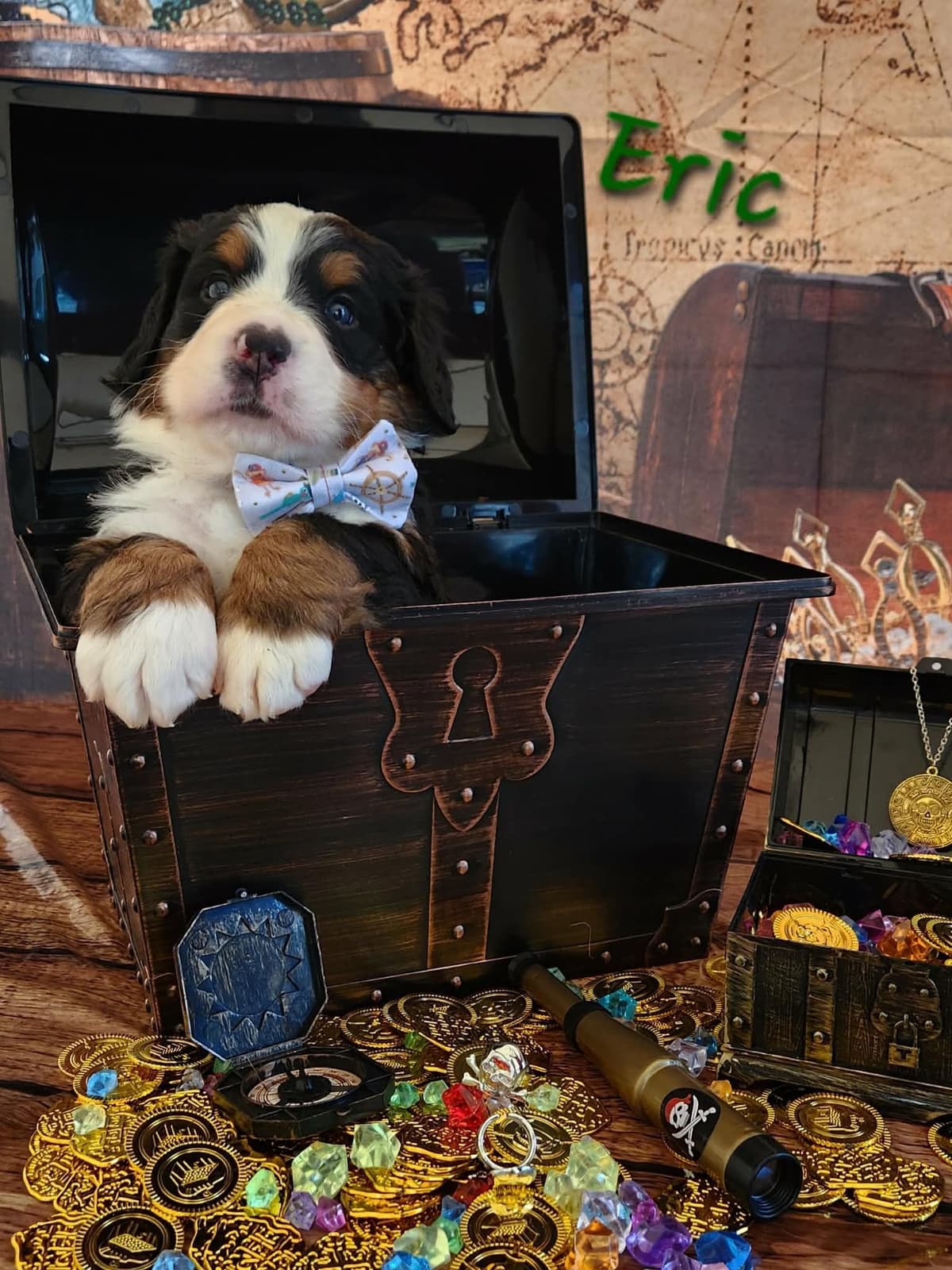 Bernese Mountain Dog Puppies breeder image 4