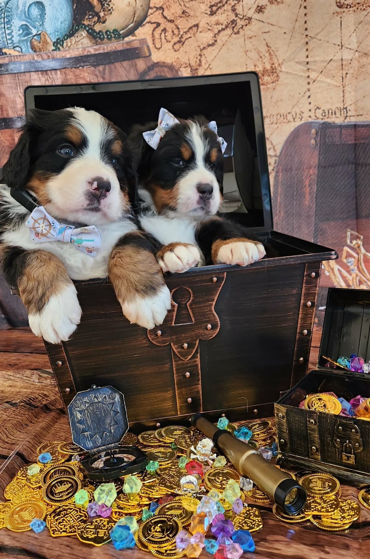 Bernese Mountain Dog Puppies breeder image 6