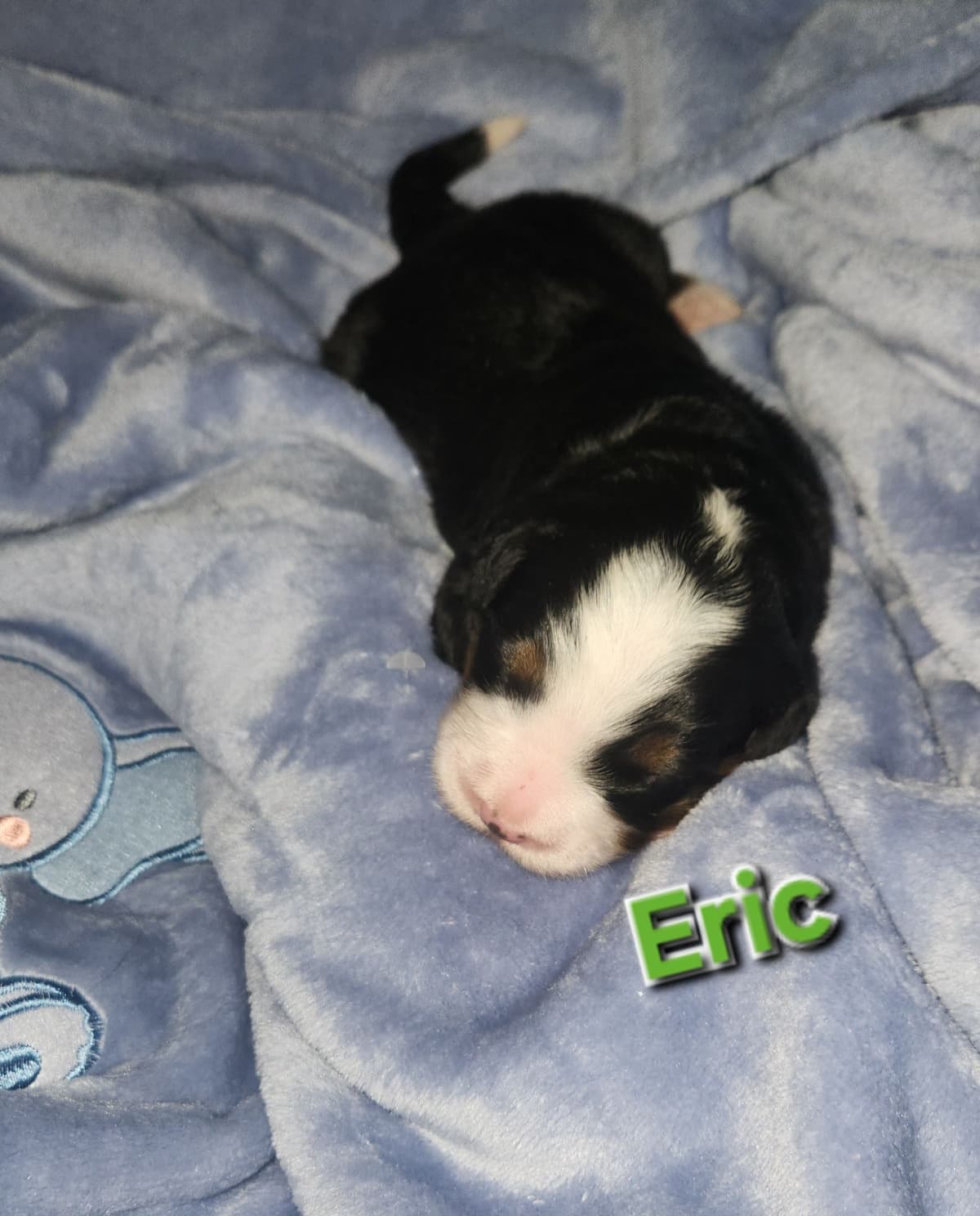 Bernese Mountain Dog Puppies breeder image 5