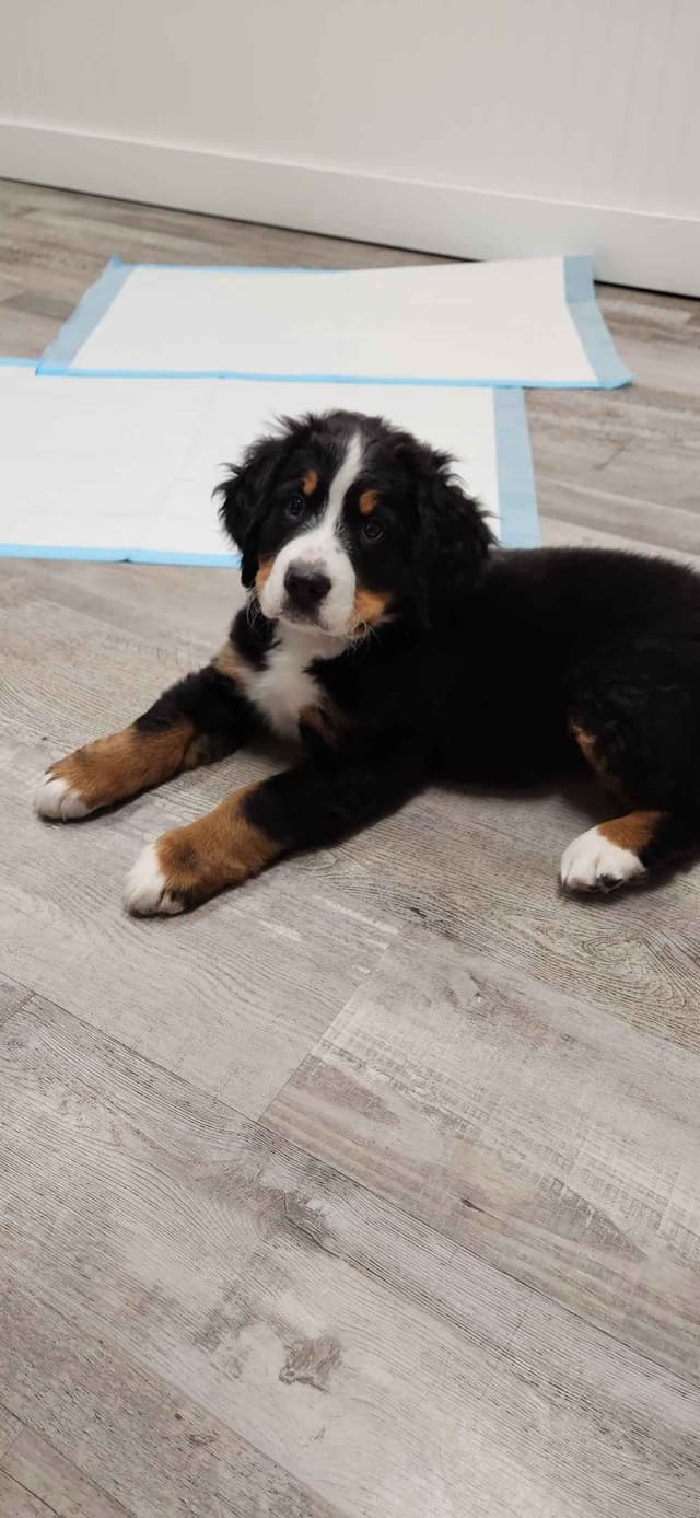 Bernese Mountain Dog Puppies media 3
