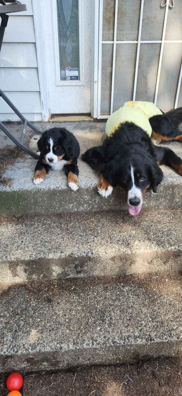 Bernese Mountain Dog Puppies media 4