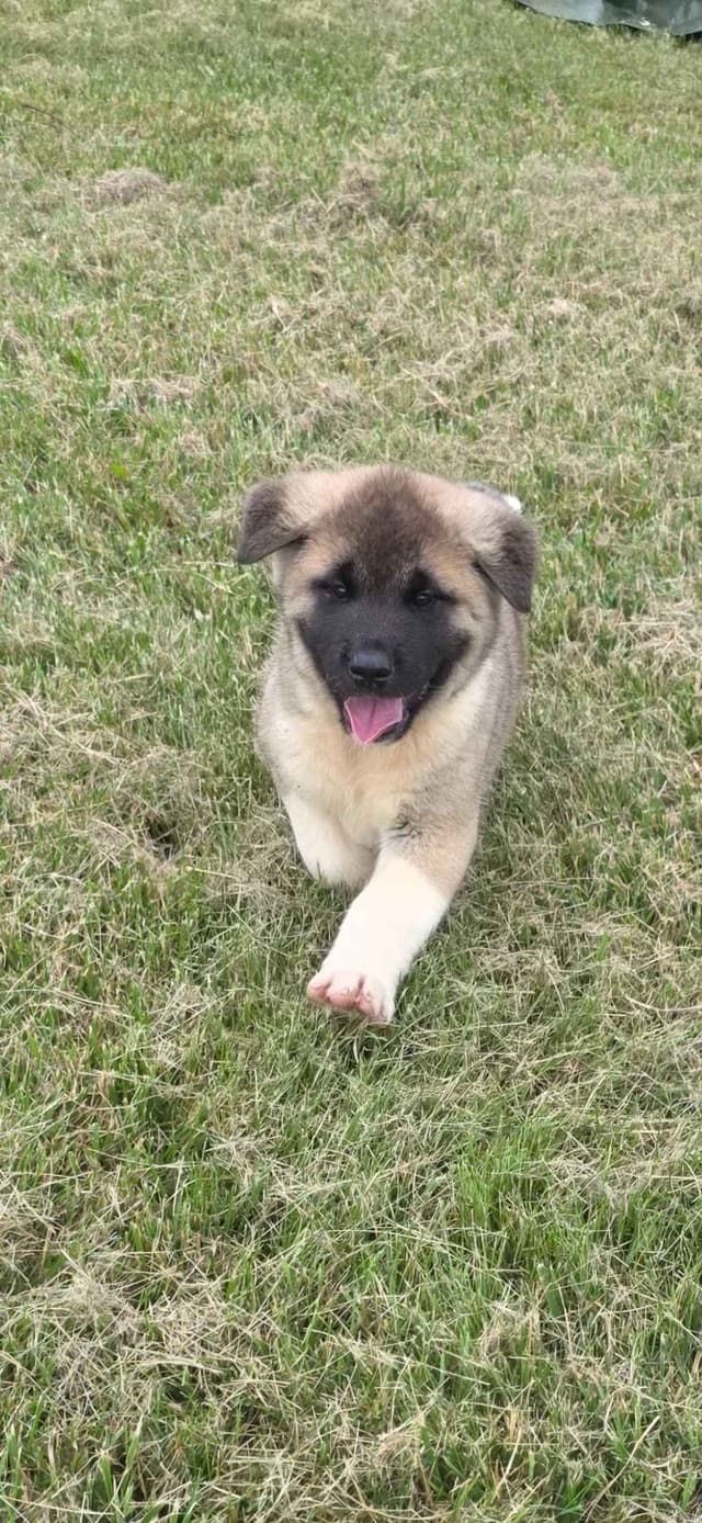 Akita Puppies media 30