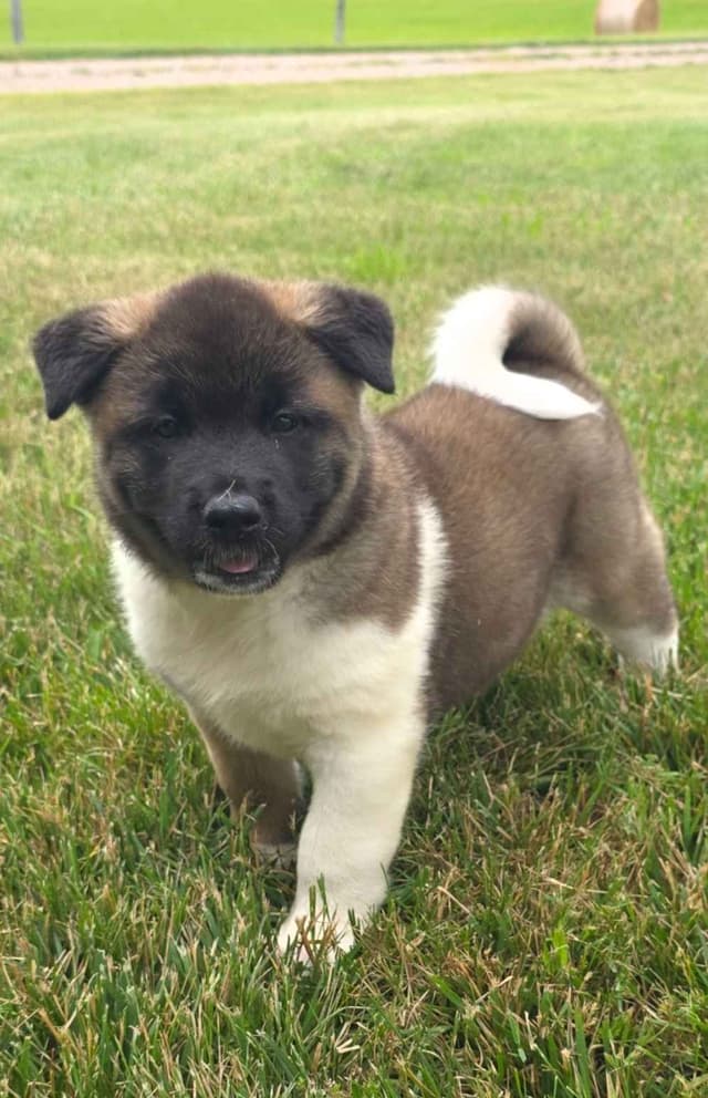 Akita Puppies media 5