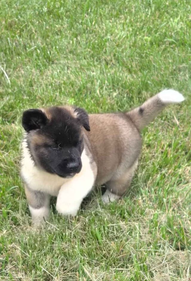Akita Puppies media 6