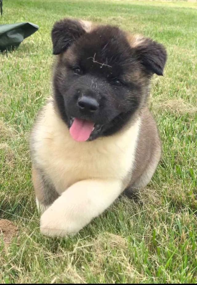 Akita Puppies media 2